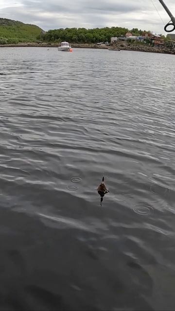 КАМБАЛА-ЁРЩ НА ЗАЛИВЕ смотреть онлайн