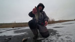 крупные караси в такой маленькой ямке что? на перволедье загибают кивки #карась #рыбалка #зимой