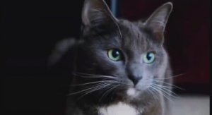 Гагарик - Самая добрая кошка на свете