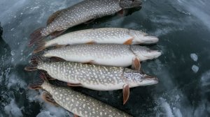 ПЕРВЫЙ ЛЕД 2025-2026. Зимняя рыбалка на Жерлицы. Ловля Щуки на флажки.