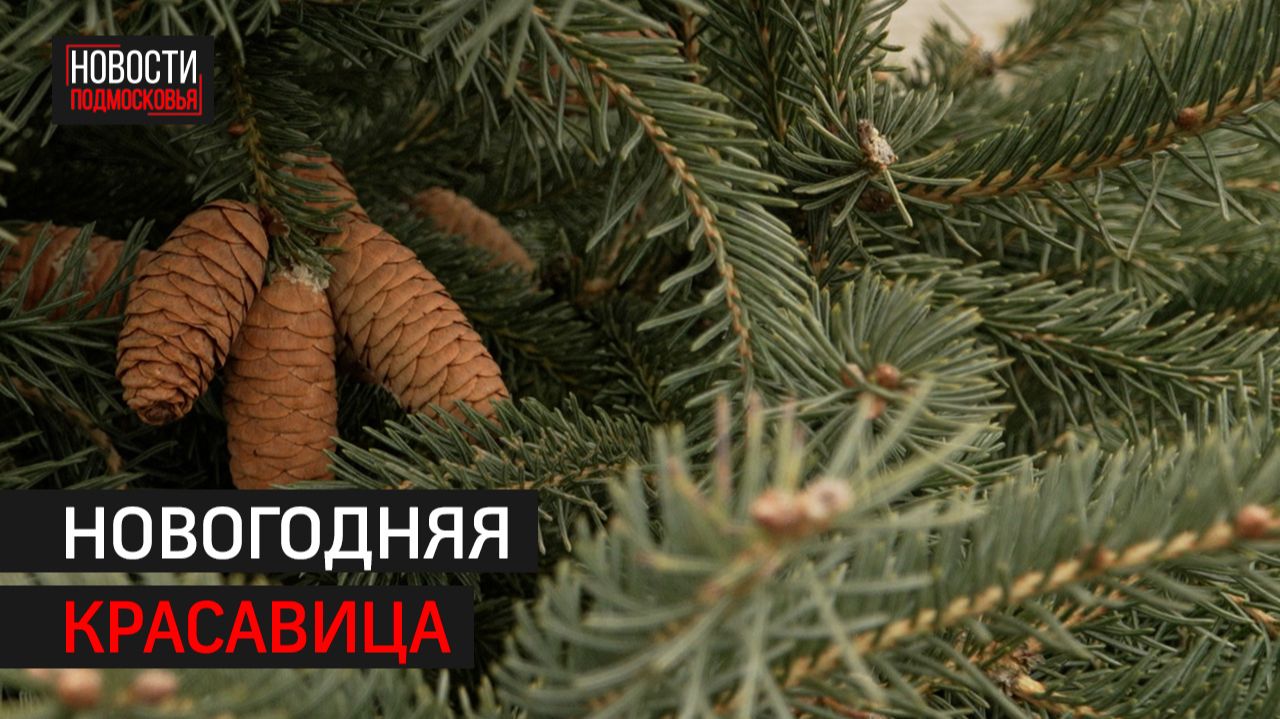 Как правильно выбирать ёлку, рассказали в Химках // 360 ХИМКИ смотреть онлайн