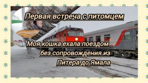 Как мой домашний питомец  ехал поездом из Питера до Лабытнанги без сопровождения. Встреча на вокзале