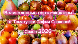 Томаты,как отдельный вид искусства.Шедевры селекции от Софии Сааковой.