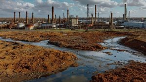 Грибы-индикаторы: определение уровня загрязнения почвы