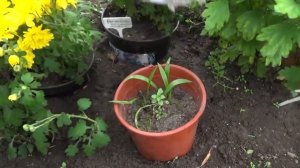 Размножение стеблевыми черенками лилий