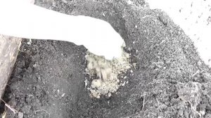 Как правильно посадить лилии.