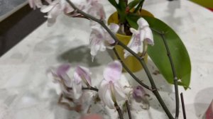 Мои новые орхидеи. Распаковка и обработка