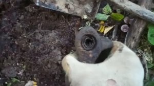 28. Металлокоп с Quest X5. Траки. Поиск вдоль поля во время "зеленой зимы"