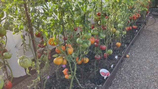 Выбрала УРОЖАЙНЫЕ томаты для 2025 сезона! смотреть онлайн