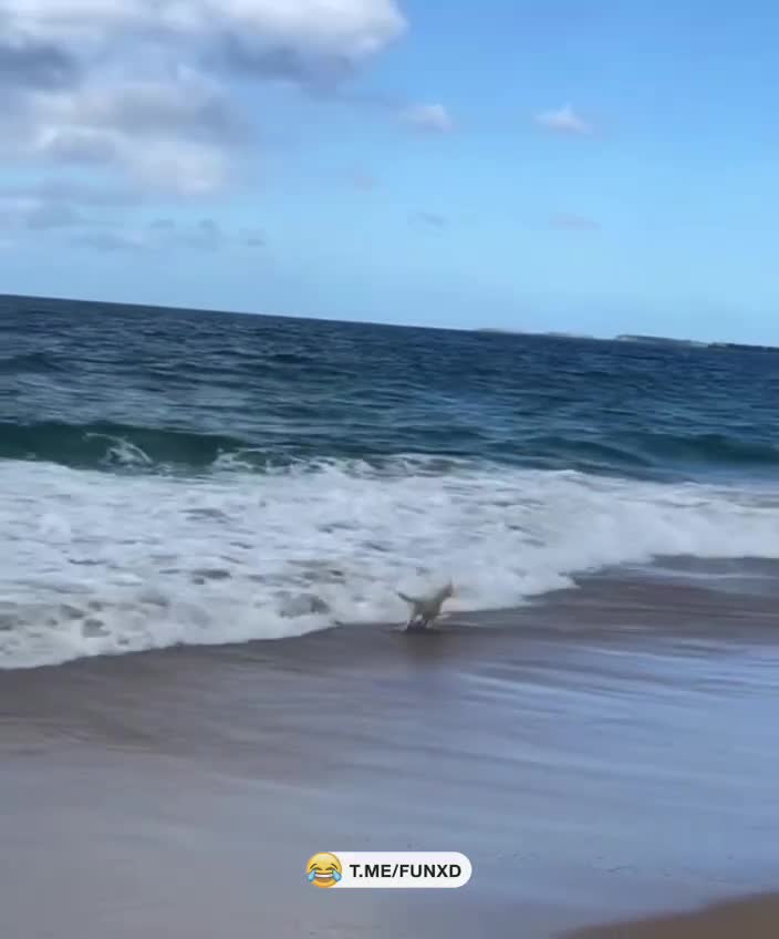 Первая встреча с волной😁 смотреть онлайн