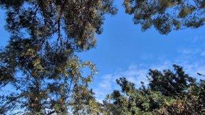 919.Радиоэмма: Сочельник, в предвкушении рождественских чудес.