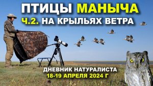 Птицы Маныча. Часть 2-я. На крыльях ветра. 18-19 апреля 2024 г.