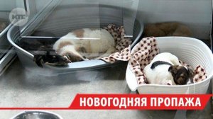 Иркутские ветеринары рассказали, чем опасен Новый год для питомцев