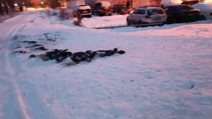 Утренняя прогулка