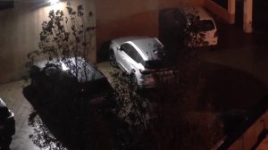 Конец декабря - а деревья еще зеленые...