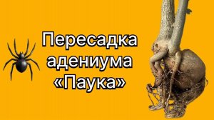 Адениум «Паук» вылез из горшка! Срочная пересадка черенка адениума. 24 декабря 2025 г.