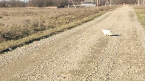 А если белый кот дорогу перейдет?