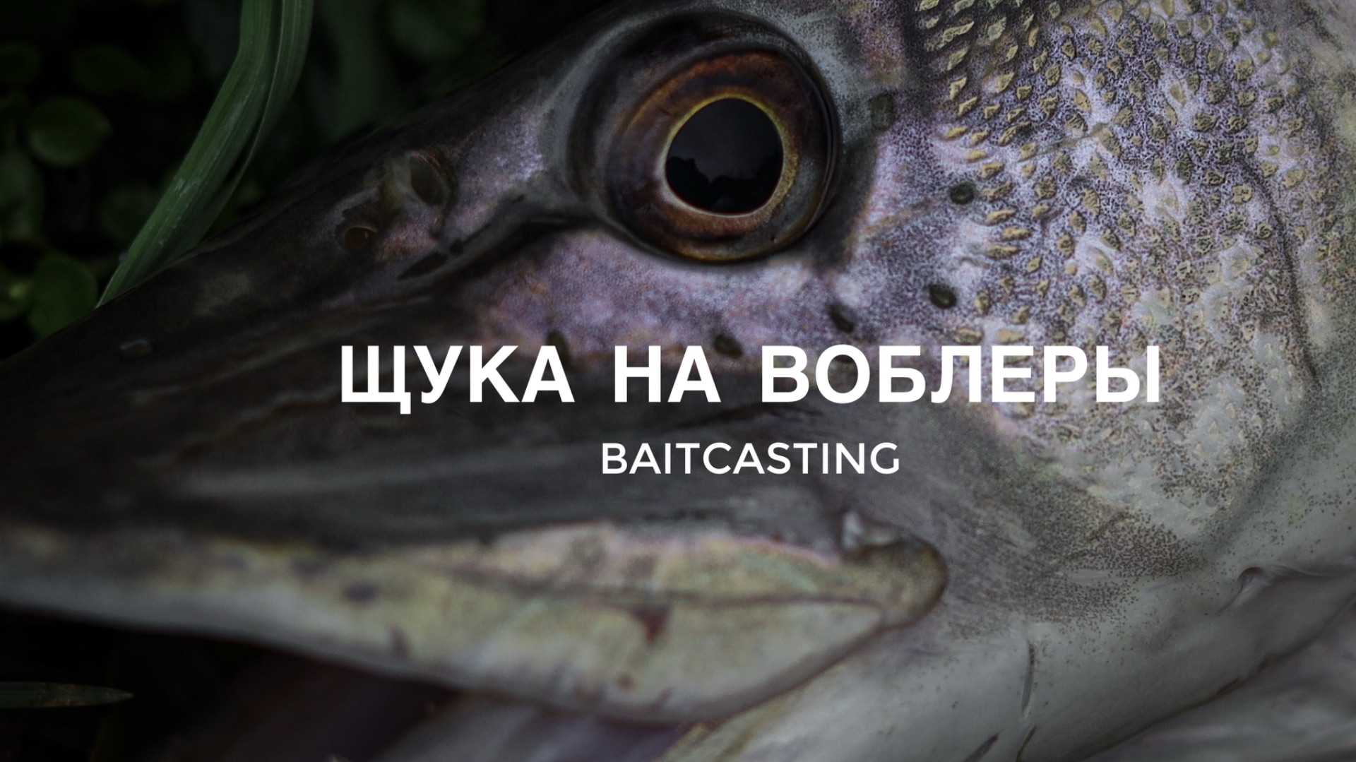 Зимняя щука на воблеры. Baitcasting