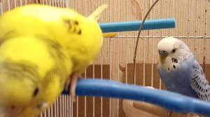 волнистые попугайчики и чумиза