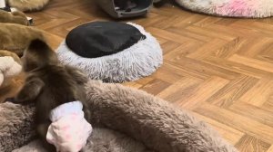 Мона с Анфисой ОТЖАЛИ у Финика домик и не пускают туда малыша, а Финя не любит делиться)