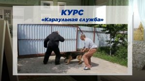 Дрессировка собак. Кинолог Игорь Алтайский. Все курсы обновленный