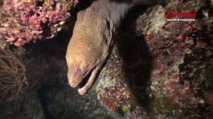 Водная среда. Сейшелы.