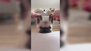 Смешные собаки, коты и другие животные (ч. 9)