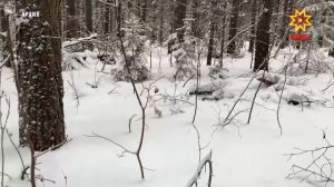 Лесные инспекторы усиливают охрану хвойных насаждений перед Новым годом