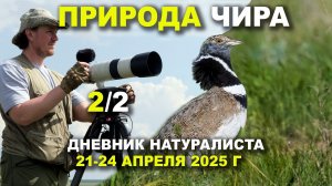 Птицы Чира. Часть 2 из 2. 21-24 апреля 2025 г.
