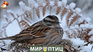 Мир птиц – красота и грация пернатых созданий Природы 🦩🦚🦜 Выпуск (429) 🦉🐦🐤