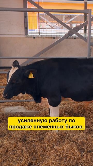 ПЛЕМЕННАЯ работа на ферме #фермер #сельскоехозяйство #корова #быки #бык #ферма смотреть онлайн