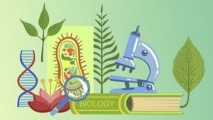 Биология 11 класс. Изменчивость организмов.