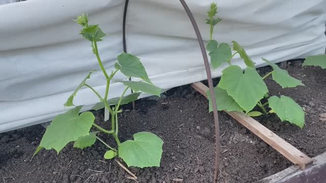 ВСЕ ПОДКОРМКИ для ОГУРЦОВ НА ВЕСЬ СЕЗОН! смотреть онлайн