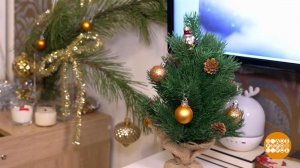 Елка: маленькая, да удаленькая! Доброе утро. Фрагмент выпуска от 24.12.2025