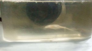 Little frogs. Маленькие лягушата.