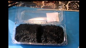 126. Сею сельдерей листовой и черешковый методом присаливания