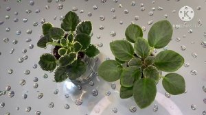 Раздвоение центра у фиалки. Кристатность