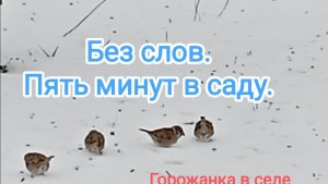 Без слов. Пять минут в саду.