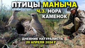 Птицы Маныча. Часть 3. Нора каменок. 20.04.2024 г.