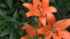 Как правильно выращивать лилии. Полив, удобрение, размножение лилии