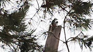 Свиристели, прилетели! Дятел, пожаловал! Птичий завтрак в непогоду. 24-12-2025