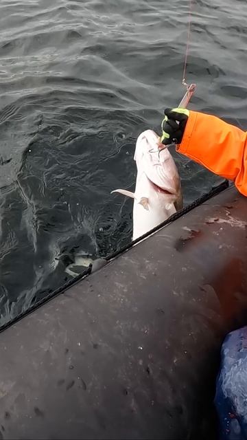 МОРСКАЯ РЫБАЛКА смотреть онлайн