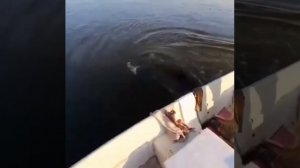 Трофей больше рыбака в два раза! 😨