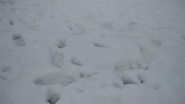 БОГАТСТВО ЧЕЛОВЕКА, НЕ В ИЗОБИЛИИ МИРСКИХ БЛАГ., А В КРАСОТЕ ДУШИ..... СО МНОЙ ПО ПАРКУ. АХ БЕЛОЧКА. смотреть онлайн