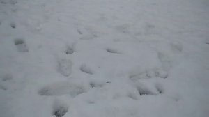 БОГАТСТВО ЧЕЛОВЕКА, НЕ В ИЗОБИЛИИ МИРСКИХ БЛАГ., А В КРАСОТЕ ДУШИ..... СО МНОЙ ПО ПАРКУ. АХ БЕЛОЧКА.