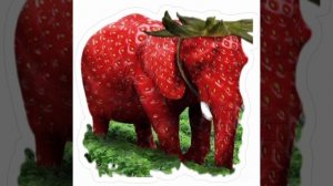 стробери елефант