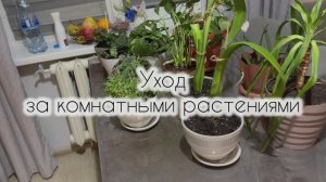 Уход за комнатными цветами #цветывдоме#комнатныерастения#цветоводство#моицветы#уходзацветами