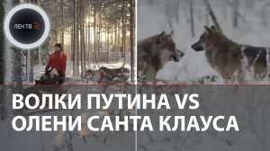 Русские волки съели оленей Санта-Клауса | В проблемах финских оленеводов обвиняют Владимира Путина
