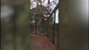 Приколы с обезьянами. Видео