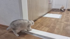 Знакомство собаки и кошки.